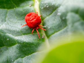 Picture for category Insecticides