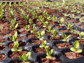 Picture for category Fertil