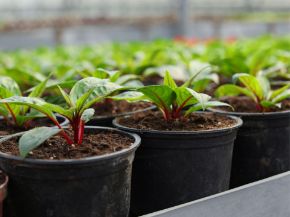 Picture for category Pots