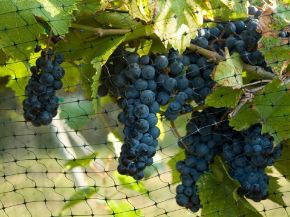 Picture for category Netting