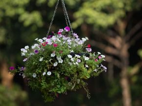 Picture for category Hanging Baskets