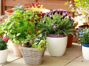 Picture for category Planters