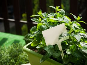 Picture for category Plant Labels