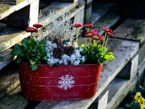 Picture for category Christmas Planters