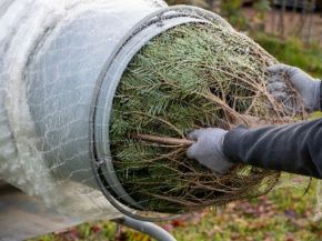 Picture for category Christmas Tree Accessories