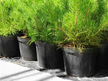 JFH Horticultural Supplies Ltd. Pots