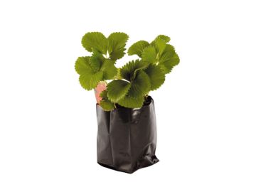 JFH Horticultural Supplies Ltd. Polypot
