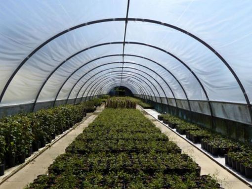 Picture of Euro Polytunnel
