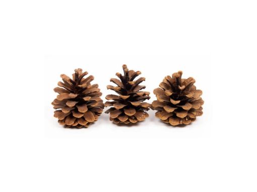 Picture of Pine Cones 10Kg