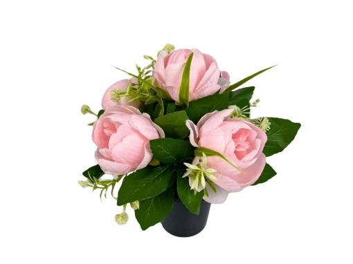 Picture of Ranunculus Crem Pot