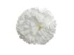 Picture of Silk Carnation