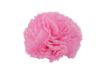 Picture of Silk Carnation