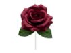 Picture of Silk Open Rose