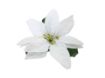 Picture of Silk Poinsettia