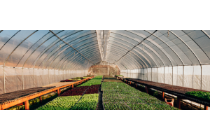 Effective Strategies for Controlling Greenhouse Pests: A Comprehensive Guide