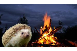 hedgehog near bonfire
