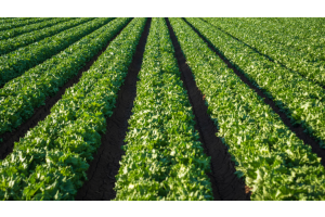 farming