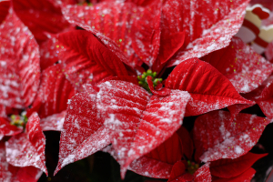 Winter Prep Made Simple: A Guide for Nurseries and Garden Centres
