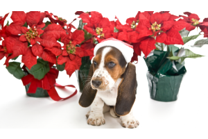 Beagle with santa hat and poinsettias
