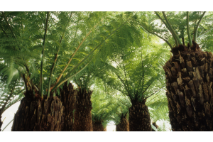How to Protect and Care for Your Tree Ferns in Winter