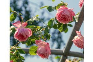 The Ultimate Guide to Choosing the Perfect Trellis for Your Climbing Plants