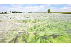 Winter Plant Protection Essentials: A Dive into the Best Covers and Materials for Growers