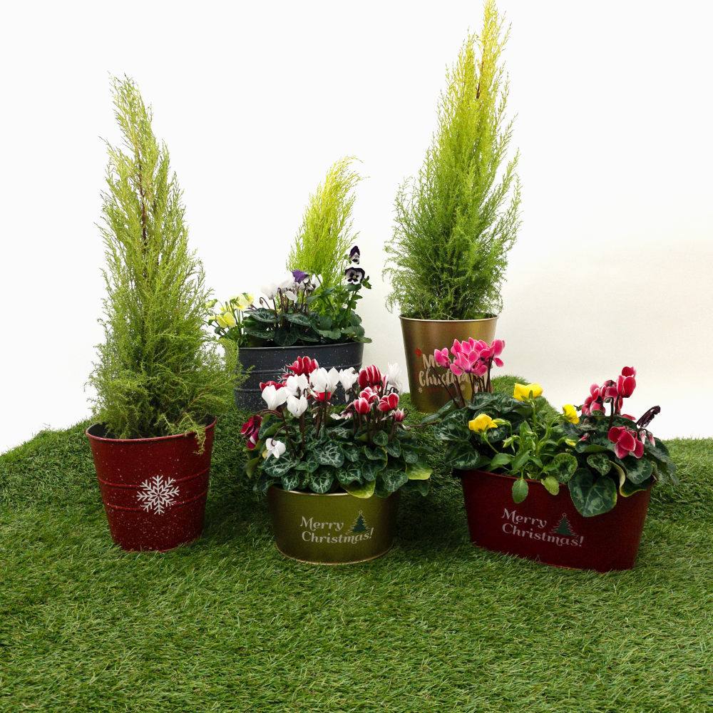 Tin Planters