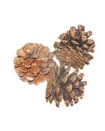 Pine Cones