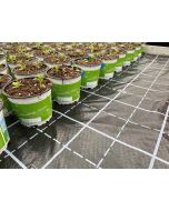 Perforated Polythene