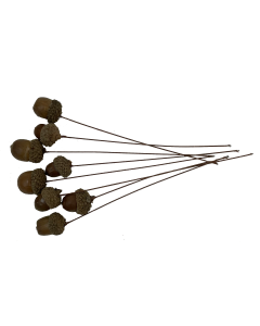 Acorns - Wired