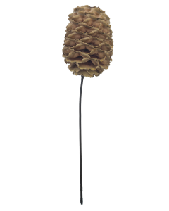 SABULOSUM CONE - Wired