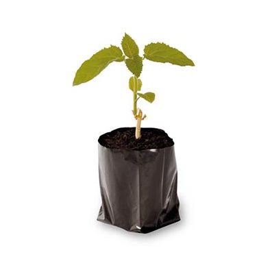 Polypot