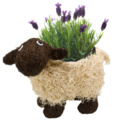 BRUSHWOOD SHEEP - 35x20x40 - Packed in 12's
