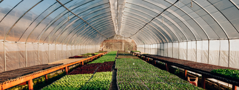 Effective Strategies for Controlling Greenhouse Pests: A Comprehensive Guide