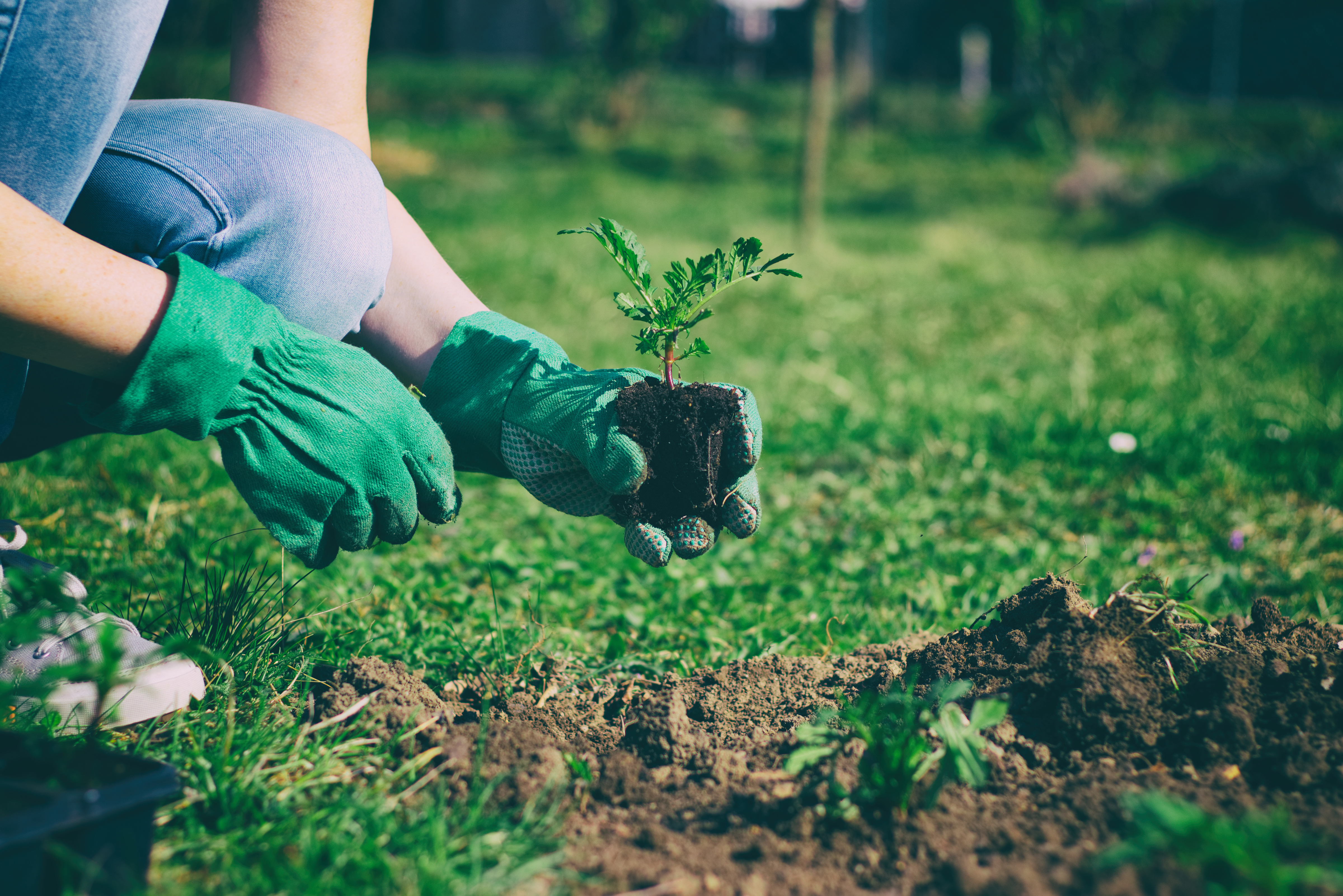 An Innovative Solution for Fertilising Trees and Shrubs