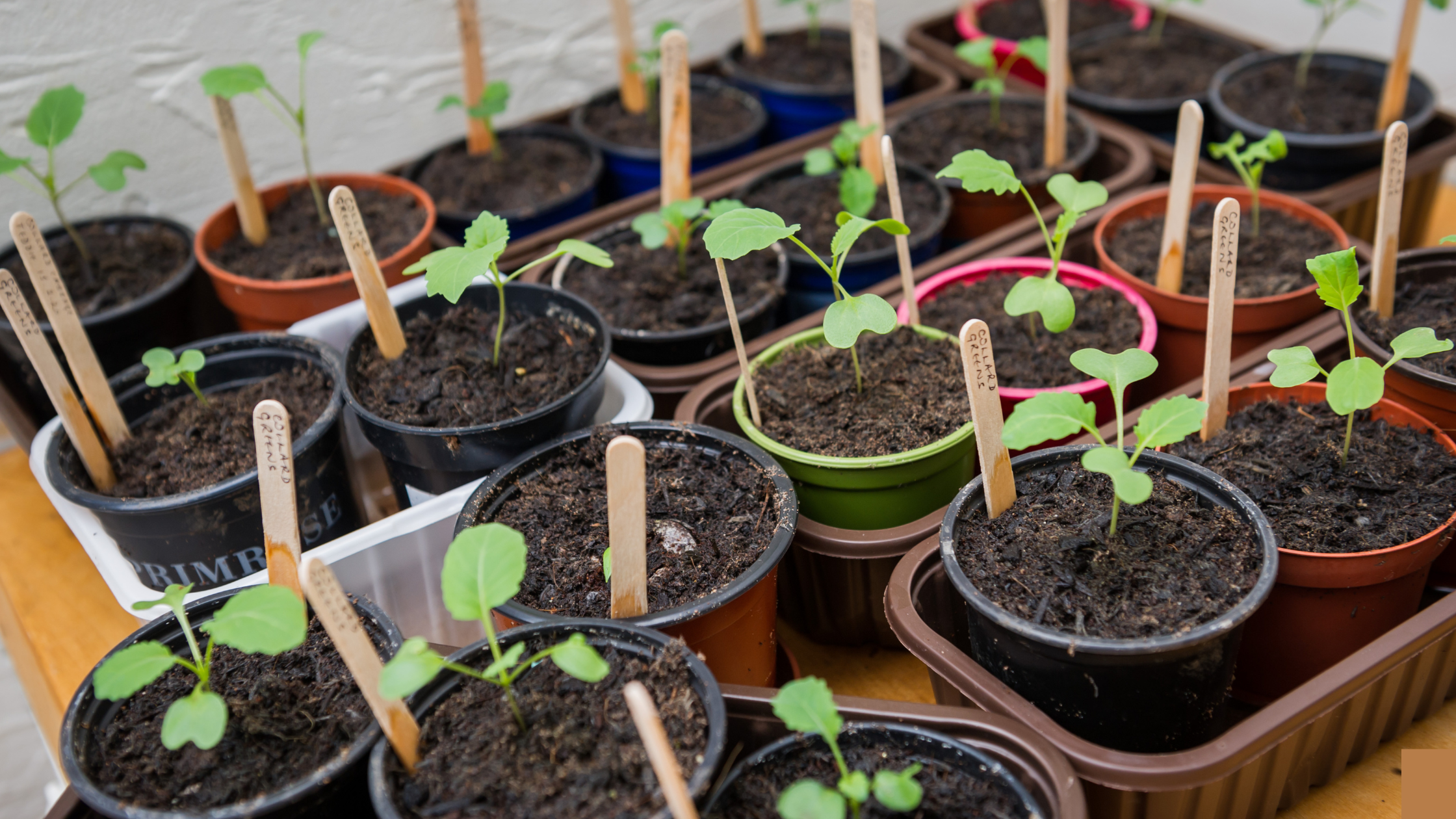 Choosing the best pots and trays for wholesale growing