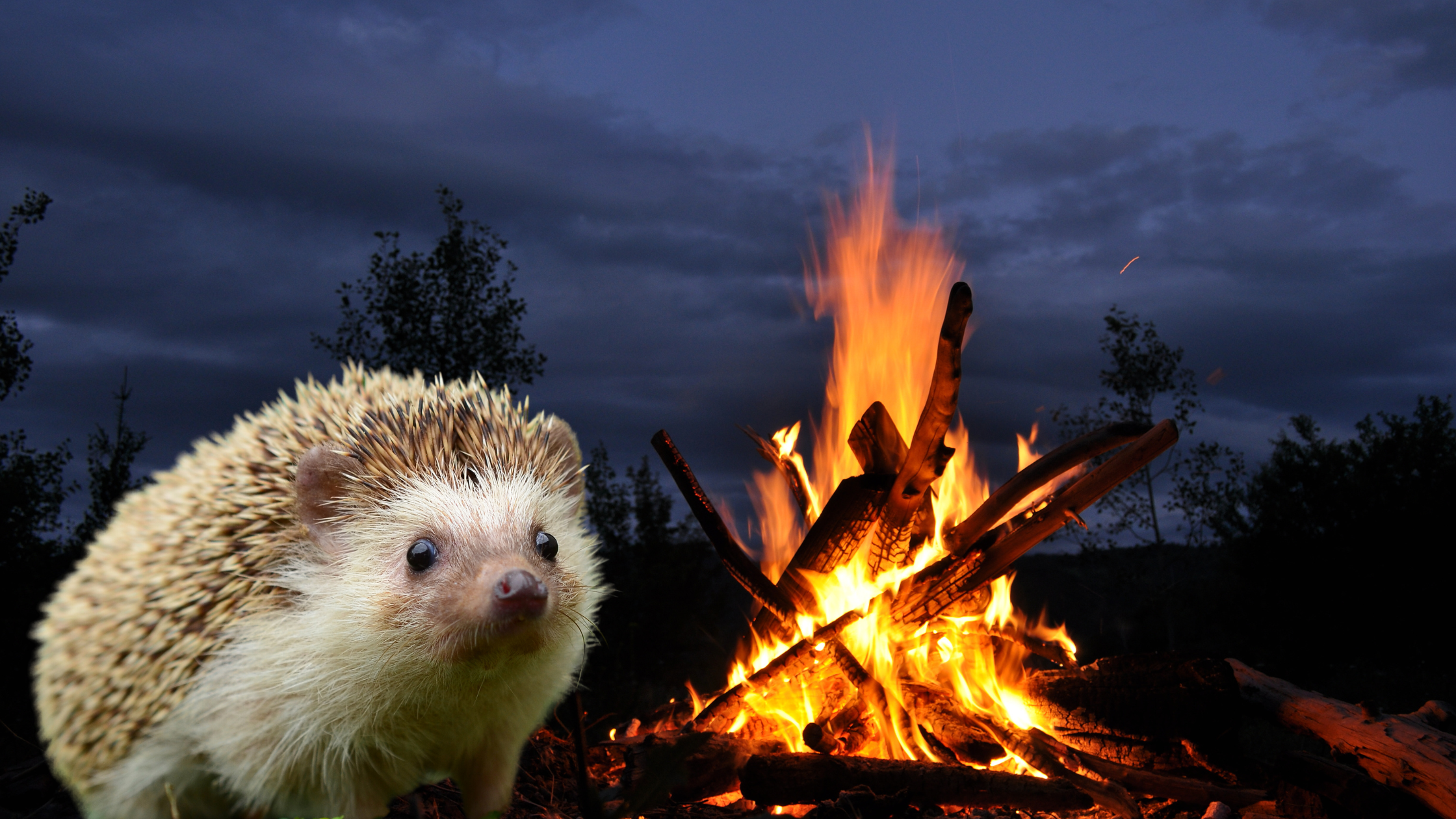 hedgehog near bonfire