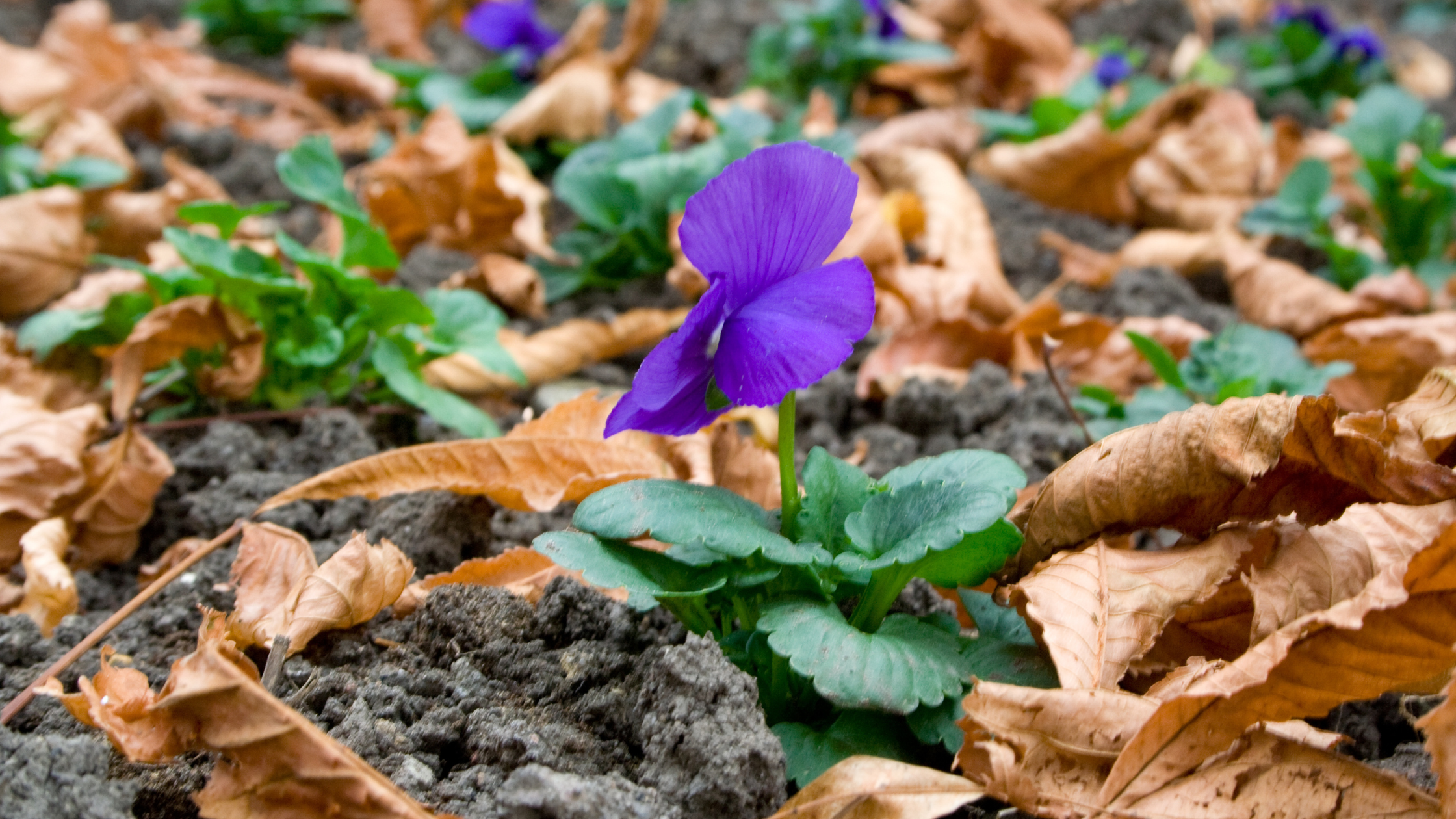 Preparing for Fall Planting: A Guide