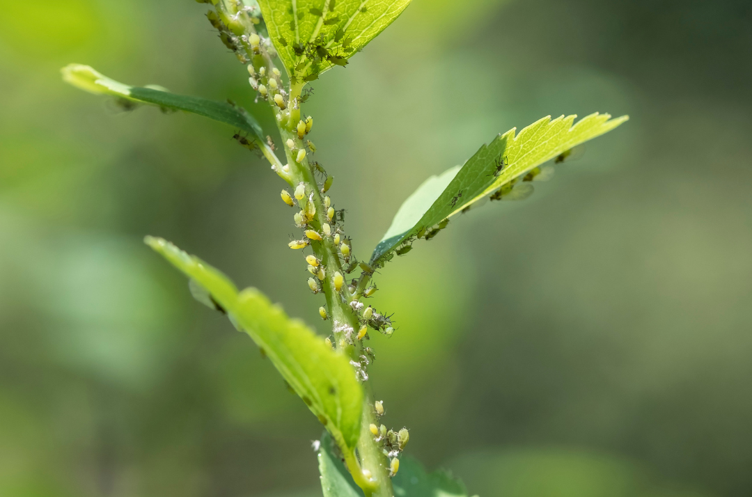 Conquer Aphids: Effective Strategies for Controlling Aphids in Greenhouses