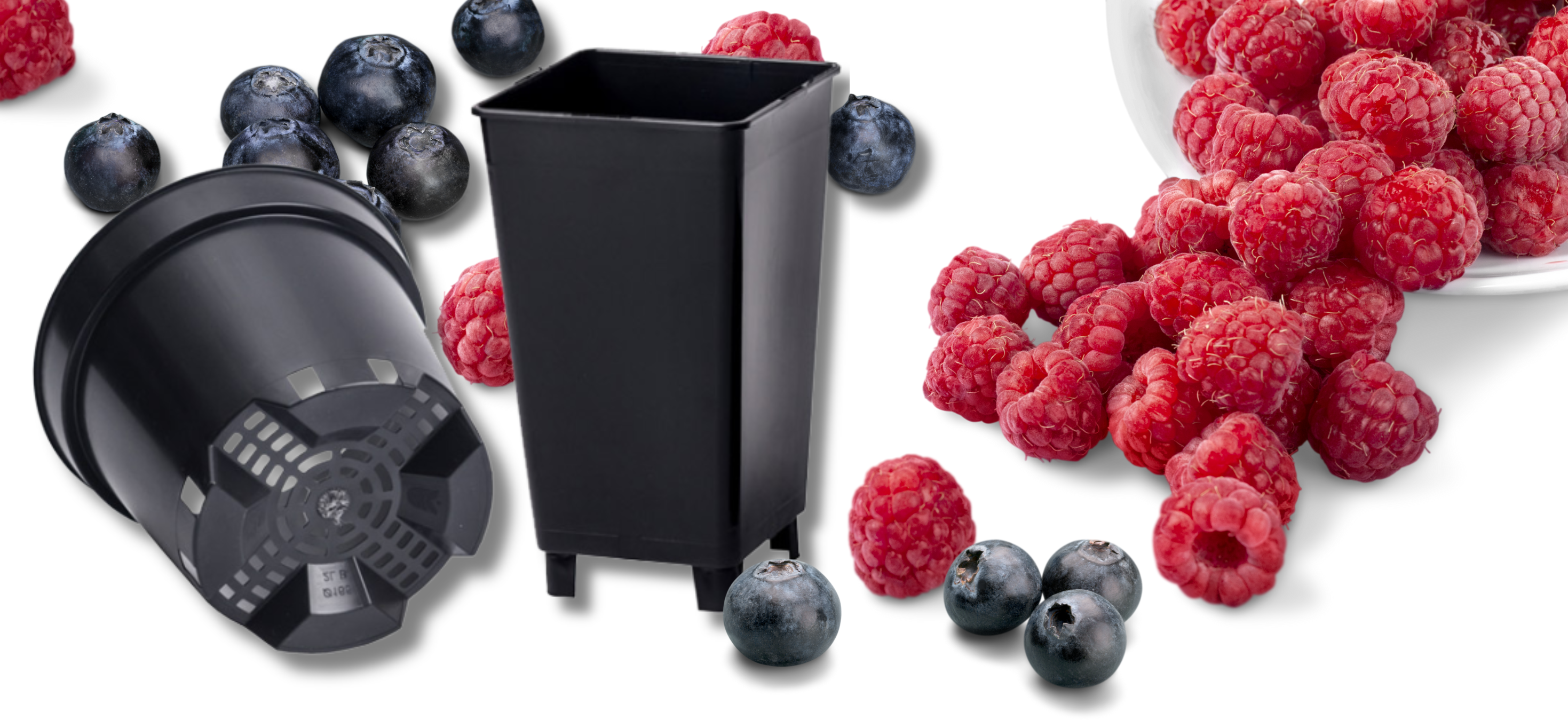 Introducing Our Range of Speciality Berry Pots 
