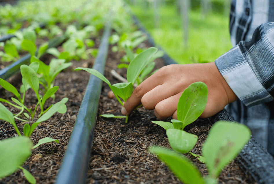 drip irrigation system in plant bed