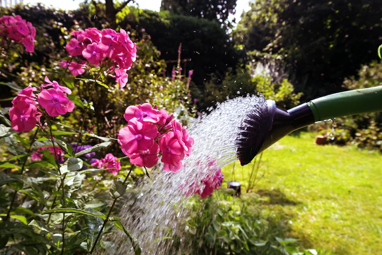 Tips for looking after Gardens during the Hot Weather!