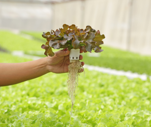 hydrophonic grown plant