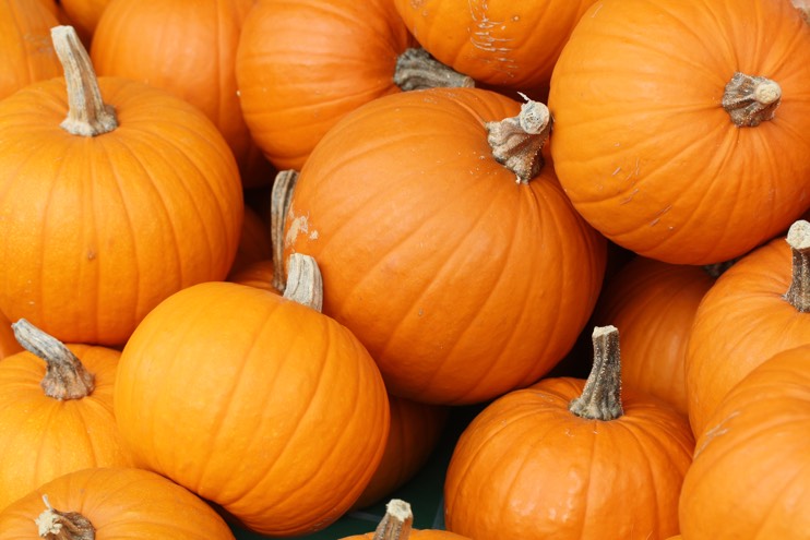 How to get your business’ pumpkins perfect for next year - JFH
