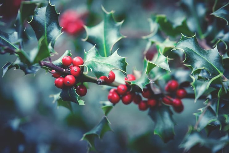 Essential horticultural supplies for the New Year - JFH
