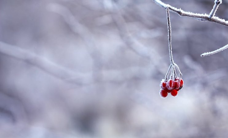 Gardening supplies for December garden jobs