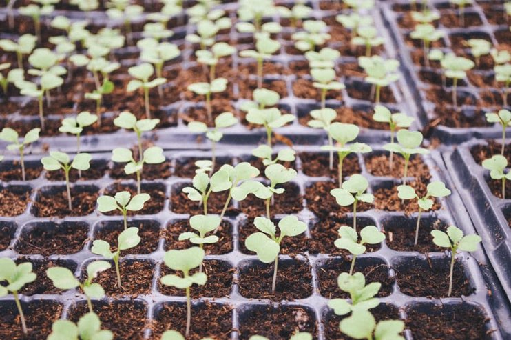 Wholesale horticultural supplies for a wet winter