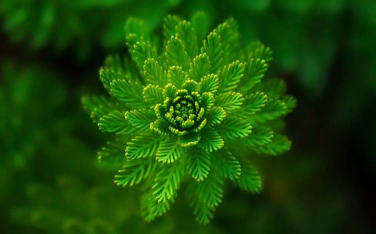 Help your customers turn over a green leaf with wholesale horticultural supplies for 2017