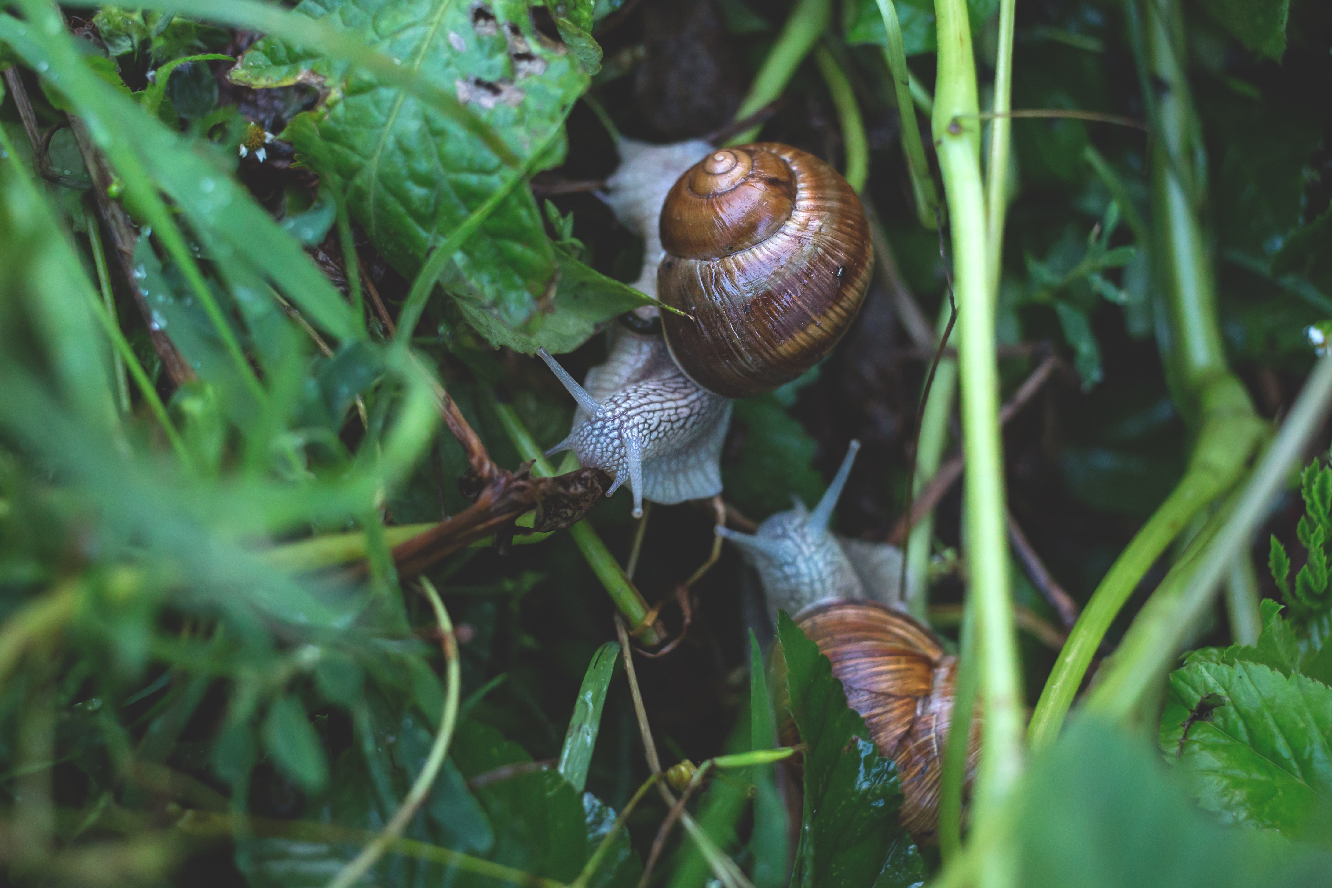 snails in grass