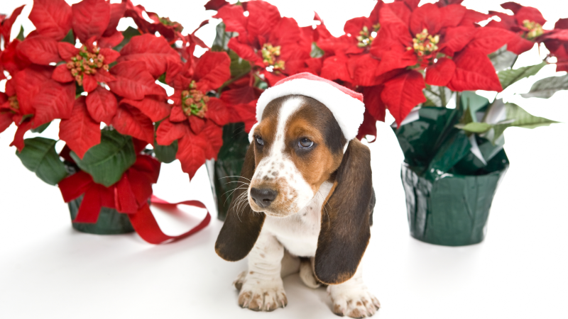 Beagle with santa hat and poinsettias